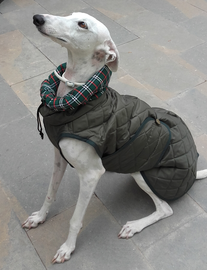 collar antipulgas para perros scalibor